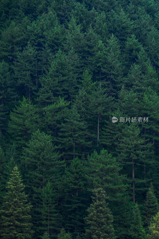 高山草甸风光