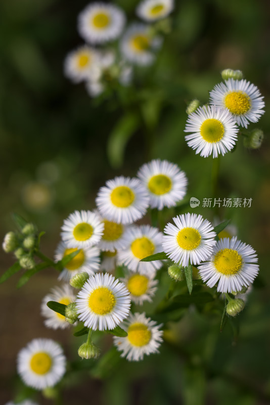 秋天霜降菊花黄色寒冷自然风景故乡思念