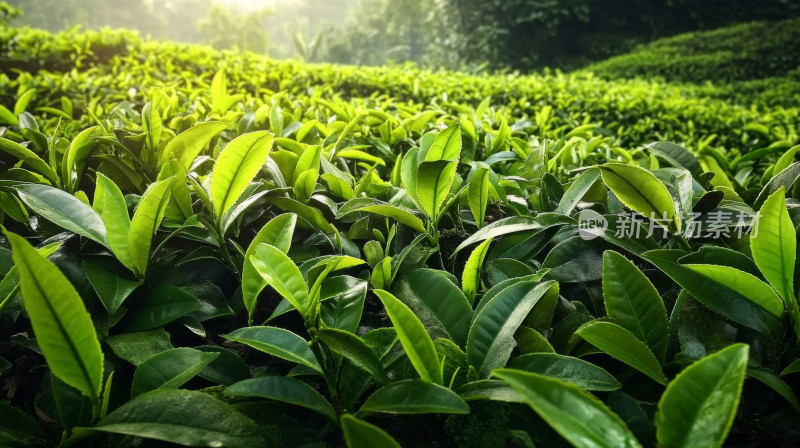 郁郁葱葱的绿茶种植田农田植物环境茶园景观