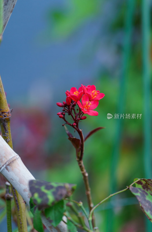 花园红色琴叶珊瑚花朵