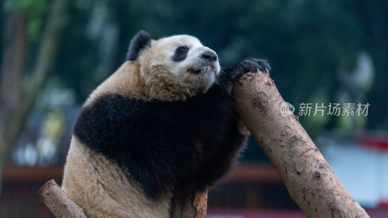 爬树的大熊猫