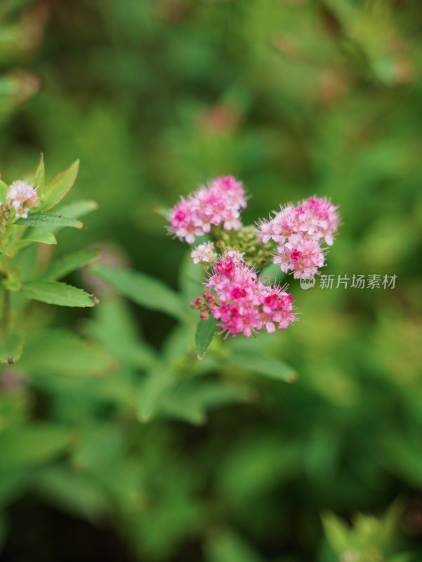 植物素材——绣线菊