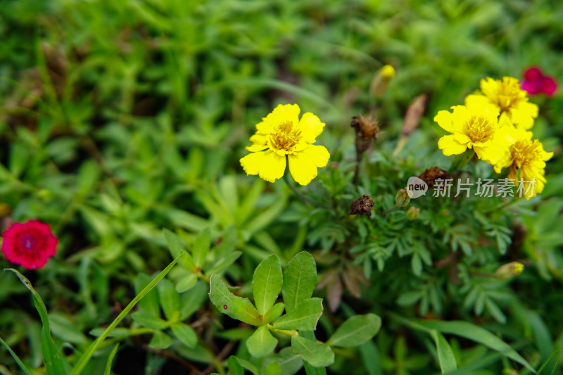 花草 微距摄影 城市风光