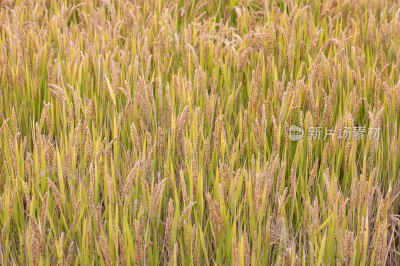 稻田 稻穗 水稻 特写