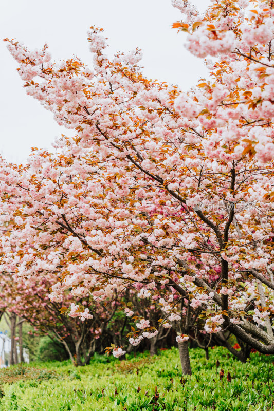 春天山樱花