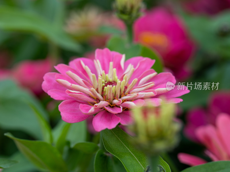 百日菊花卉特写