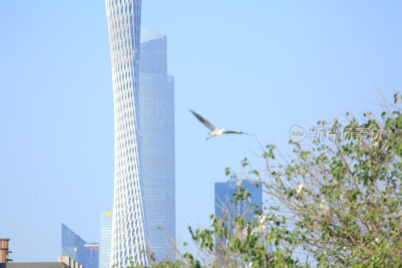 城市高楼与飞鸟景观