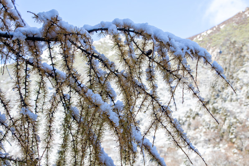 雪后落叶松，冬季积雪覆盖的红杉树