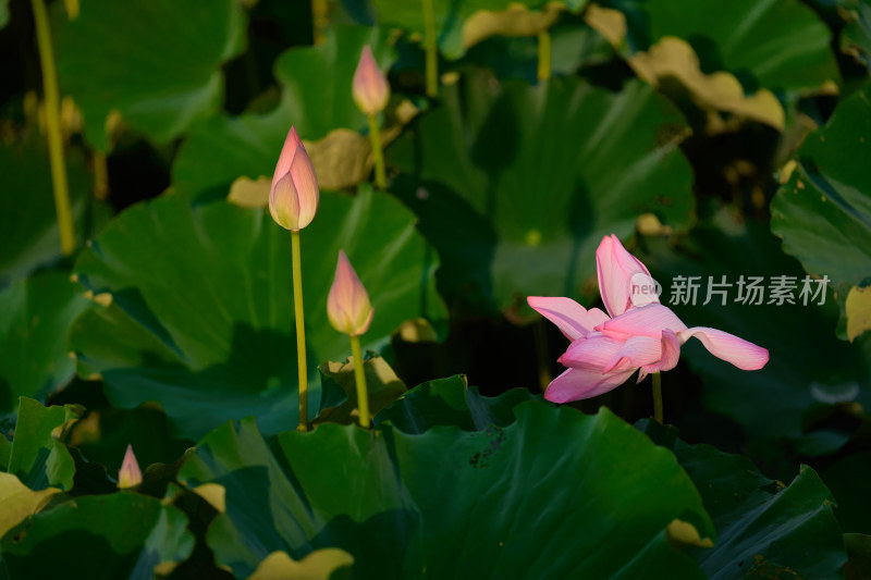 池塘中的荷花