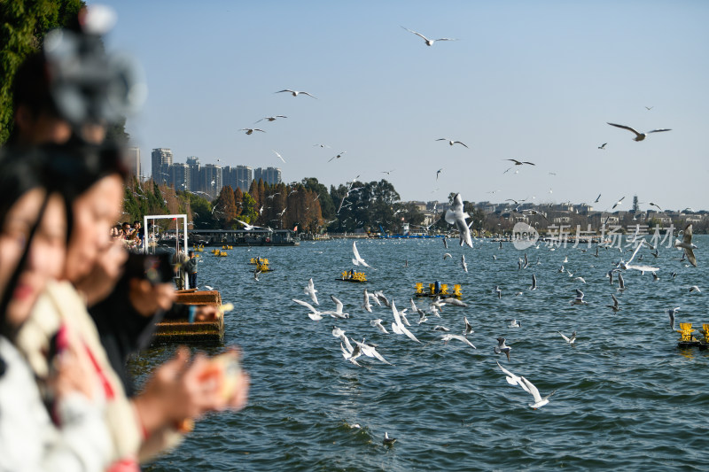 湿地公园  海鸥飞翔  鸟群飞翔