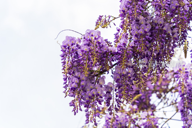 春天，苏州园林狮子林，紫藤花开