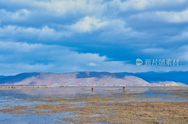 云南迪庆香格里拉纳帕海湿地草原牧场马匹