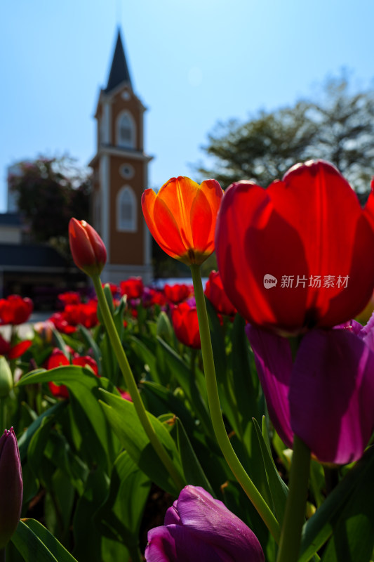 阳光下的郁金香花丛特写