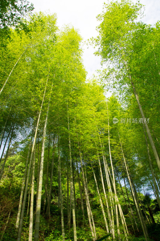 茂盛翠绿的竹林仰拍