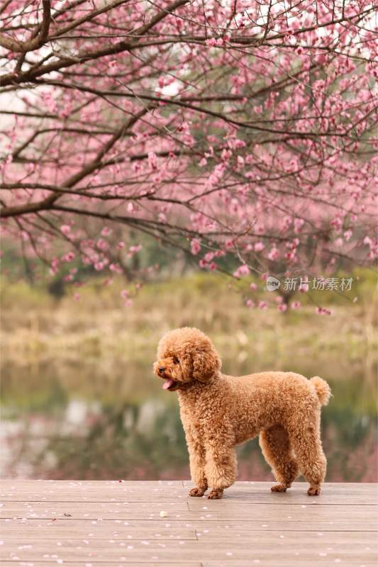 一只梅花树下的泰迪犬