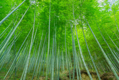 竹林竹海