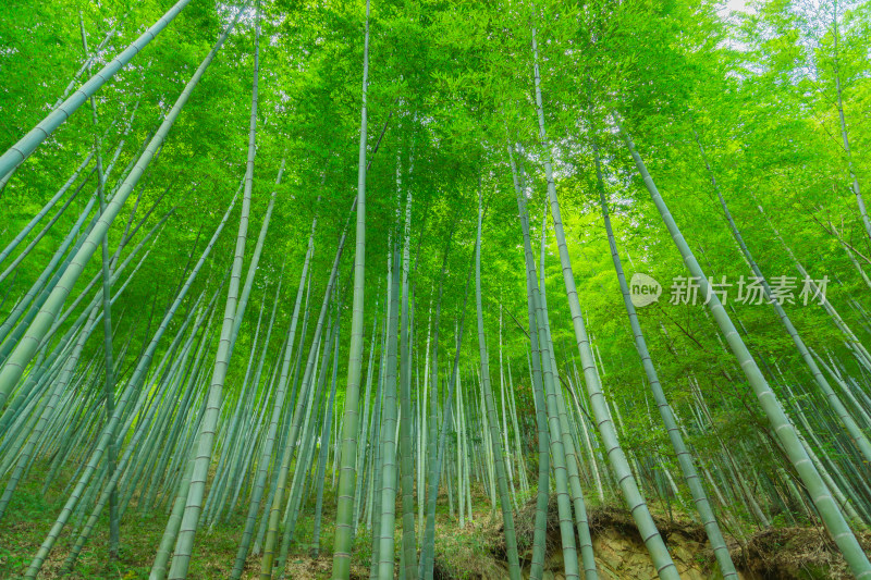 竹林竹海