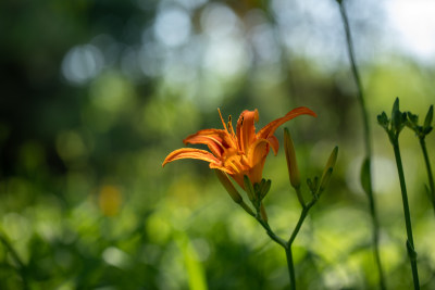 黄花菜 黄花