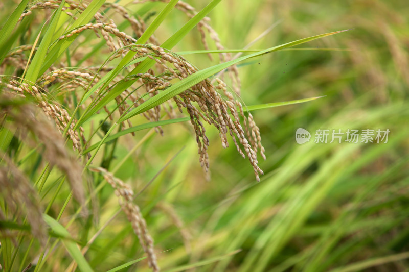 乡村田间种植的即将成熟的水稻