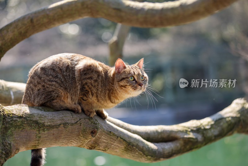 杭州西湖花港观鱼的流浪猫狸花猫