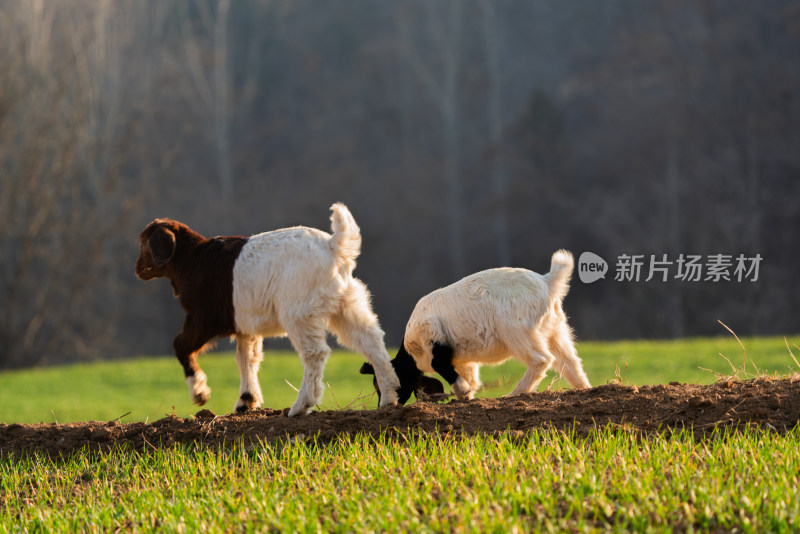 春天里的麦田和羊