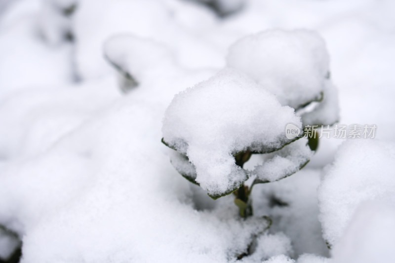 中国北方冬季降下的白雪