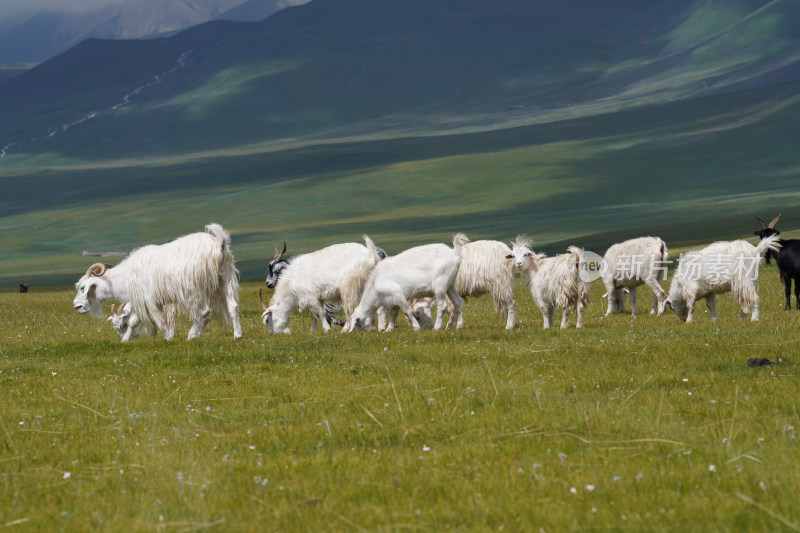 草原羊群白绒山羊放牧