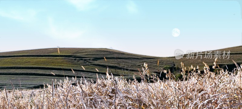 田野山坡上的孤树风景