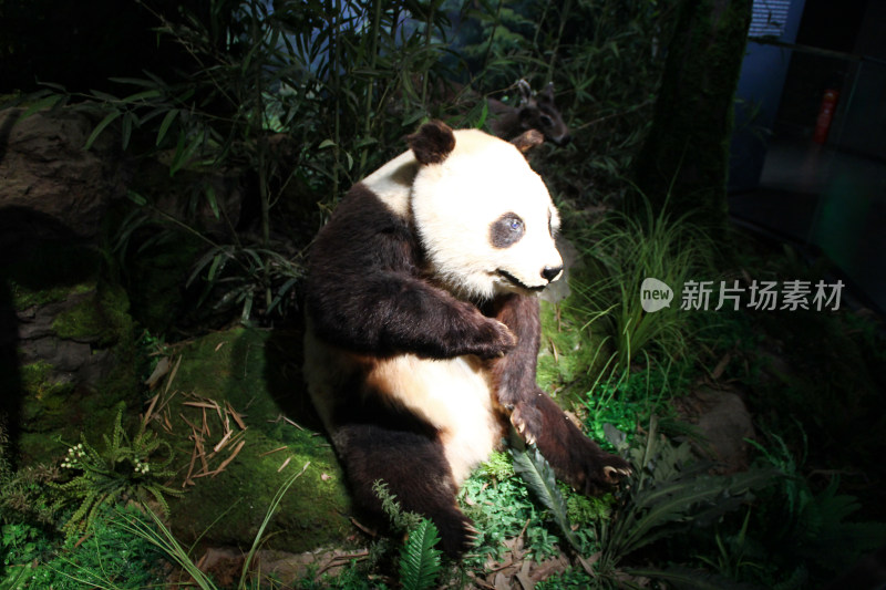 熊猫标本坐在绿植中的场景