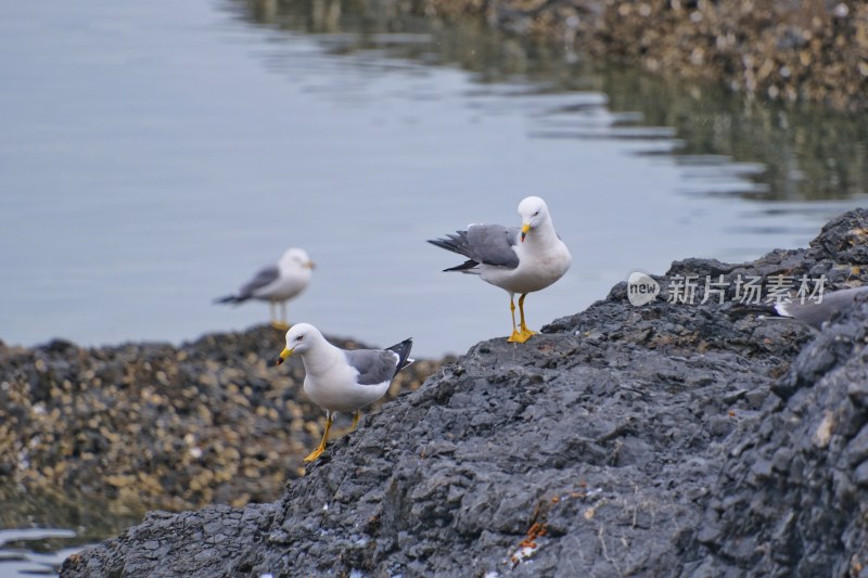 大连海鸥