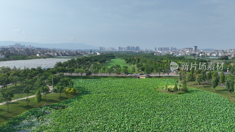 航拍云南弥勒甸溪河湿地公园夏天荷花池