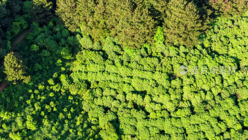 绿色植物森林