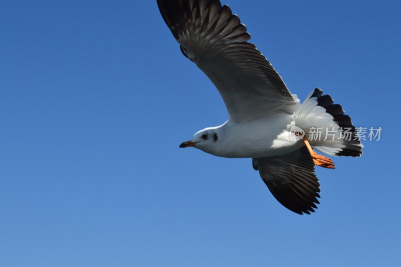 蓝天中飞翔的海鸥