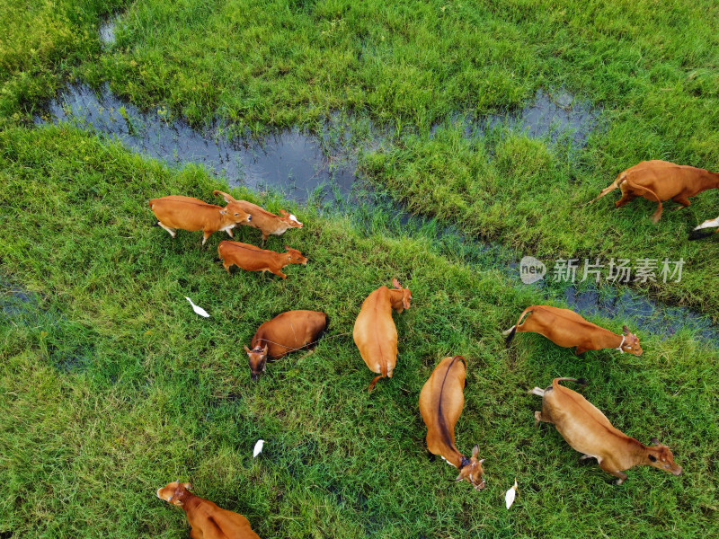 牧场草地上散养黄牛牛群的俯拍景象