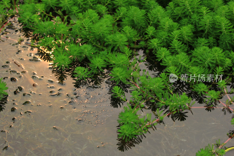 春天净水植物狐尾藻绿色背景