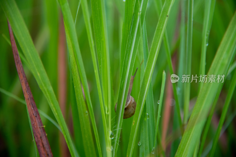 绿草水珠