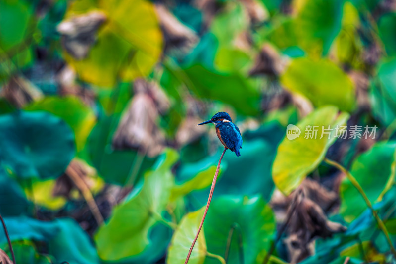 荷花池塘里的小鸟