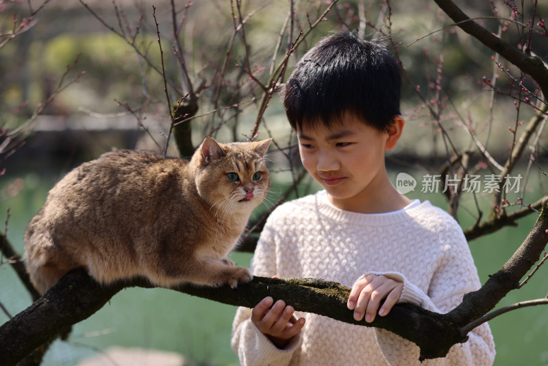 一个中国小男孩和他的宠物猫金渐层