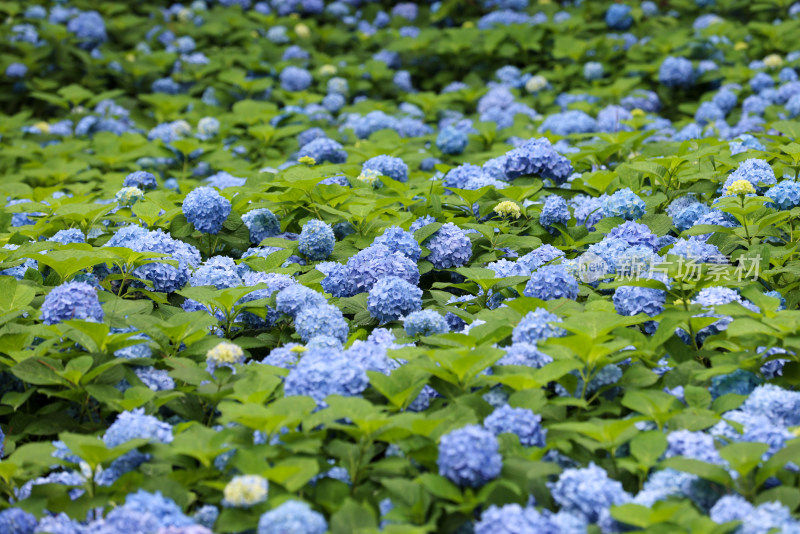 夏天的绣球花花海