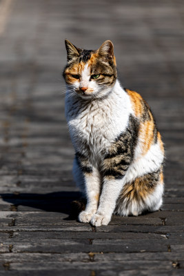 邹城孟府景区里的流浪猫特写镜头