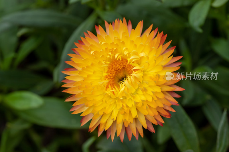 蜡菊、菊花