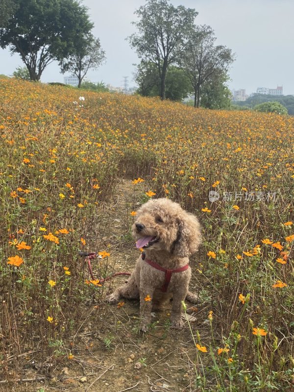 花海中的小狗