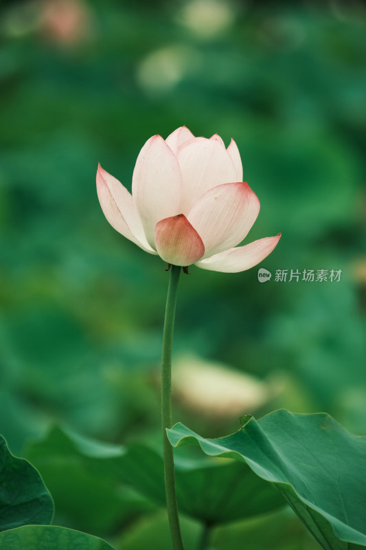 夏日雨后唯美荷花