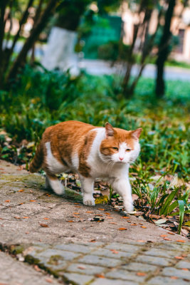 南京师范大学的猫咪