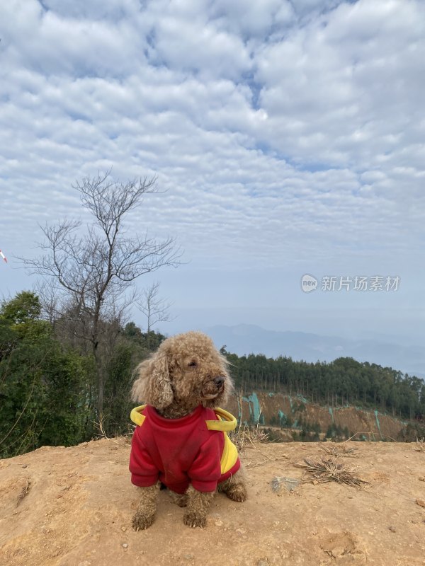 穿红衣的小狗在户外风车旁的场景