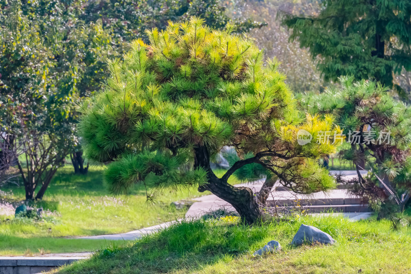 晴朗的午后，扬州瘦西湖江南园林风景