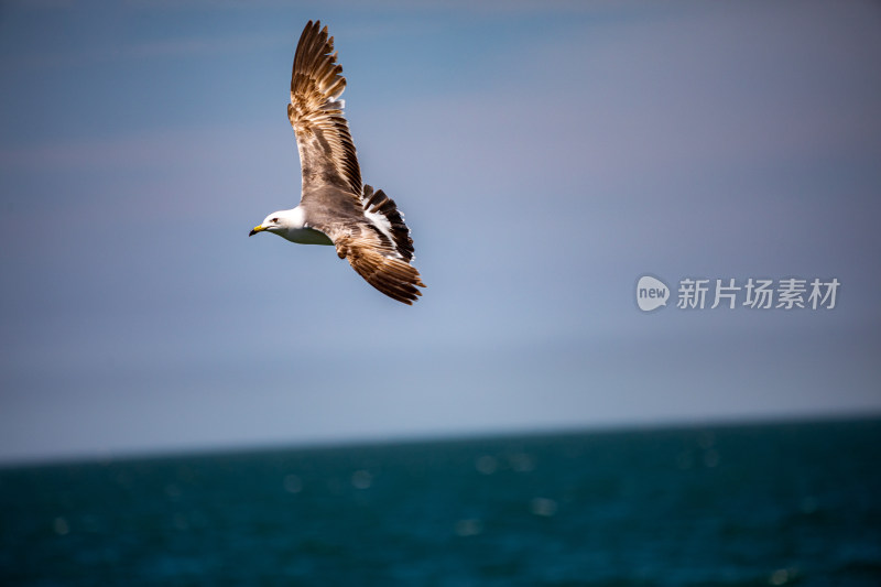 山东威海海天之间飞翔的海鸥