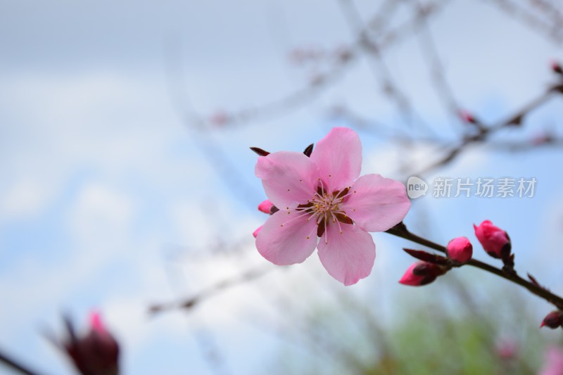 特写粉色桃花花朵