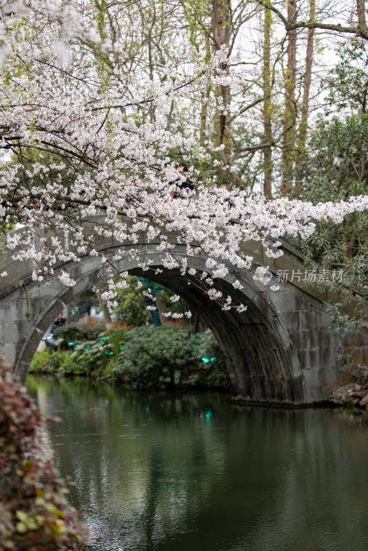 春天盛开的樱花特写