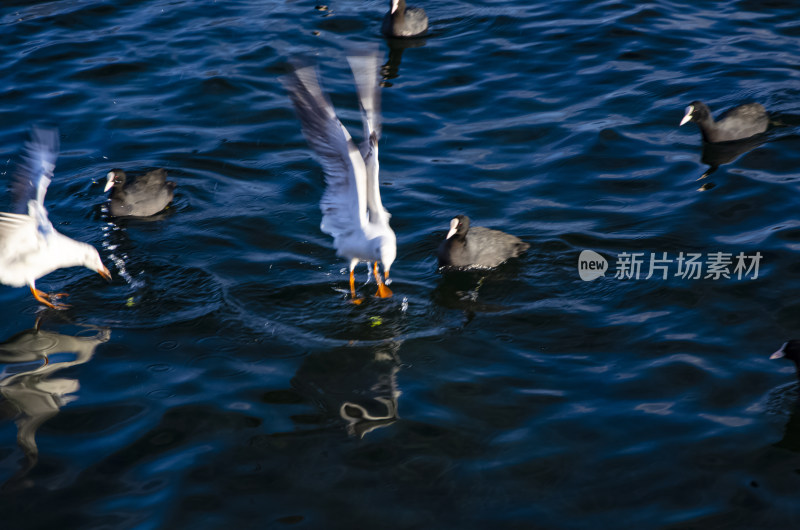 云南丽江泸沽湖海鸥水鸟野生动物